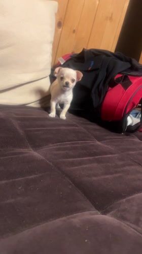 Chihuahua puppy barks, settles on purple sofa in Bulgaria