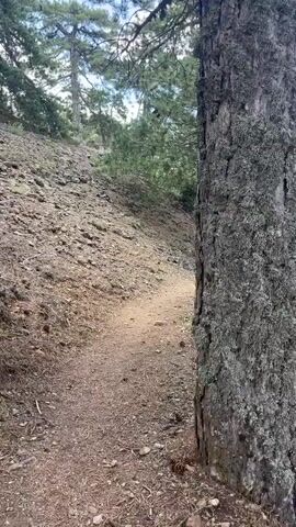 This is a first-person perspective video walking along a narrow dirt path through a forest. The path is mostly bare dirt with some small rocks and pine needles. The terrain slopes upward to the left and downward to the right. There are pine trees on both sides of the path, with thick trunks and green needles. The trunks of the trees are rough and textured, some covered in moss. Sunlight filters through the trees, creating dappled light on the path. The sky is overcast, with visible clouds. The overall environment is a natural, wooded hillside.