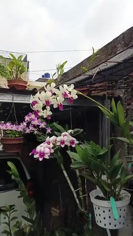 The video shows a collection of orchids in various stages of bloom and growth, potted and hanging in an outdoor setting. The orchids have white petals with pink or purple centers. They are arranged on a metal roof with some vegetation and a brick wall in the background. The sky is overcast.