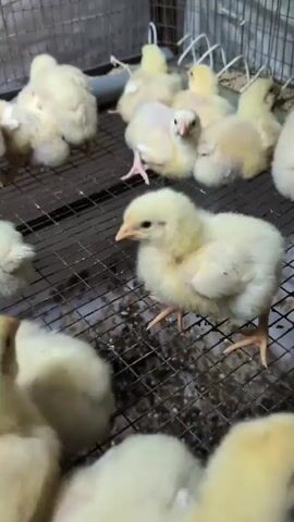 The video shows several young, yellow chicks in a cage with a wire mesh floor. The chicks are clustered together, with some standing and others resting. The cage appears to be a commercial setting, possibly a hatchery or a farm. The chicks are fluffy and appear healthy.