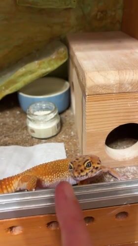 Leopard gecko feeding time in a home enclosure, Yekaterinburg
