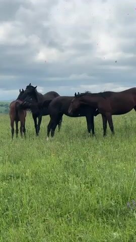 Four horses stand in a grassy field under a cloudy sky. One horse, on the left, is facing away from the camera, its tail visible. The other three horses are grouped together in the center, with two dark brown horses and one black horse. They appear to be interacting, with one dark brown horse nuzzling the neck of the black horse. The field is lush with green grass and scattered wildflowers. The background features rolling green hills under a dramatic, overcast sky.