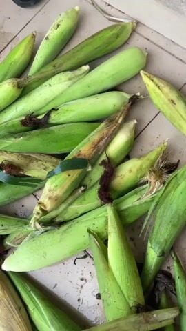 The media file shows a pile of freshly harvested corn on a tiled surface. The corn cobs are still encased in their green husks, with some husks showing signs of browning and yellowing, suggesting they are ripe. Dark brown silks are visible at the tips of some cobs. The scene is outdoors, and the lighting suggests it is daytime. The tiles appear to be slightly dirty, with a few dark specks and some moisture droplets visible on the corn husks, indicating recent harvesting or washing. The overall impression is one of abundance and fresh produce. There is no visible text. The location context of Aiyegunle, Nigeria, suggests this could be a rural or semi-rural setting where corn is a significant crop. The image focuses solely on the corn, with no people or animals visible, nor any other objects besides the corn and the tiled ground. The activity taking place is implied to be the gathering or display of harvested corn.