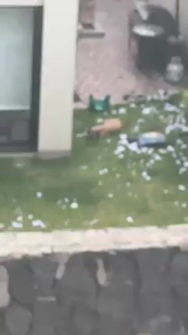The video depicts a residential backyard with a green lawn scattered with white debris, likely styrofoam. A dog is lying on the grass near the debris, seemingly inactive. A section of a modern-looking house with a large window and sliding door faces the yard. Other elements visible include outdoor furniture, a fire extinguisher mounted on a stone wall, and numbers indicating unit or address information. The camera zooms in slightly during the video.