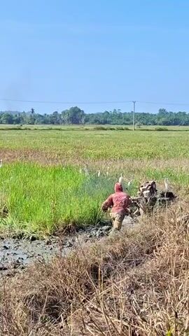 A person in a red long-sleeved shirt and tan pants is operating a tiller in a muddy field. Several white birds, possibly egrets, are scattered around the tiller, with some taking flight. The field is filled with green vegetation and has a clear blue sky overhead. In the distance, trees and utility poles are visible. The ground around the tiller is very wet and muddy.