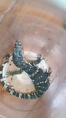 TWO YOUNG MONITOR LIZARDS ARE SEEN IN A CLEAR PLASTIC CONTAINER. ONE LIZARD IS RESTING ON TOP OF THE OTHER, WITH ITS HEAD POINTING TO THE LEFT. THE OTHER LIZARD'S HEAD IS POINTING TO THE RIGHT. BOTH LIZARDS HAVE BLACK SKIN WITH YELLOW SPOTS. THEY HAVE LONG TAILS AND ARE CURLED UP INSIDE THE CONTAINER. IN THE BOTTOM LEFT OF THE CONTAINER, A SMALL ROACH IS VISIBLE. THE CONTAINER APPEARS TO BE MADE OF PLASTIC AND HAS A SLIGHTLY TRANSLUCENT APPEARANCE. THE BACKGROUND IS OUT OF FOCUS.