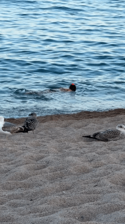 Summer evening along the Blanes seafront