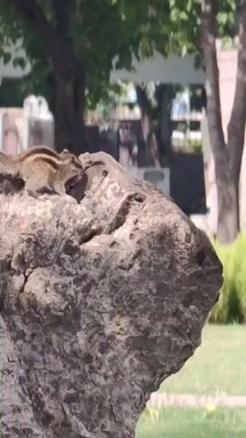 A striped squirrel is on a large, textured rock. The squirrel's tail is bushy and held up. The squirrel is facing to the left and appears to be grooming itself. In the background, there are green trees and some white structures. The lighting suggests it is daytime.