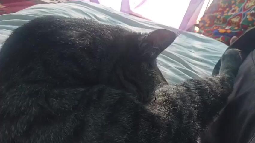 A close-up shot shows a tabby cat grooming another tabby cat on a bed with light-colored sheets. The cat in the foreground is dark gray with black stripes and is curled around the other cat. The cat being groomed is lighter gray with black stripes and is lying on its side. The cats are in focus, and the background is slightly blurred. The lighting is soft and natural, coming from a window.
