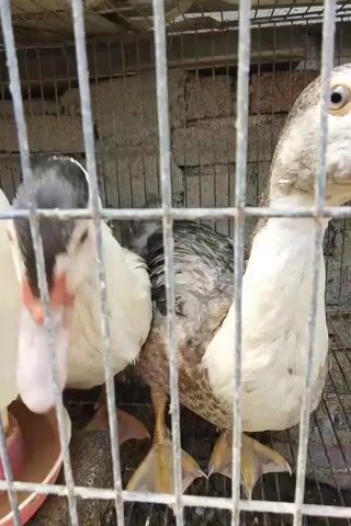 This is a close-up video of two ducks in a cage. The cage appears to be made of metal bars. The ducks are mostly white with some gray and black markings. They have large, webbed feet and prominent beaks. The duck on the left is looking directly at the camera, while the duck on the right is looking to the side. The background is blurry and appears to be brick or concrete. The lighting is dim.