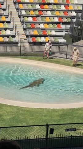 The video shows a large crocodile swimming in a pool of clear, blue water. The pool is surrounded by a grassy area, and a fence separates the area from a set of tiered stadium seats in the background. Two men in khaki uniforms are standing near the edge of the pool, observing the crocodile. One man is holding a green bucket. The crocodile is mostly submerged, with its head and back visible above the water. The water is slightly rippled, indicating the crocodile's movement. The stadium seats are brightly colored in red, yellow, green, and white. The lighting suggests it is daytime.