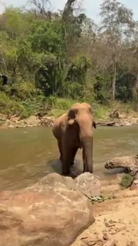 An elephant wades into a river with lush green trees and vegetation visible on the far bank. The elephant is partially submerged in the water, standing near a rocky shoreline. Sunlight illuminates the scene, creating a natural and serene environment. The elephant’s trunk is slightly curled. The elephant seems calm and unbothered.