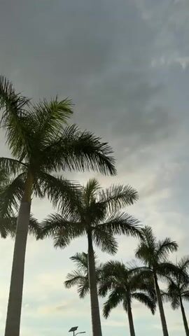 The video shows an upward view of palm trees against a cloudy sky. The camera pans slightly to the right, revealing more of the sky and trees, as well as a street lamp and a sign. The lighting suggests it is either early morning or late afternoon.