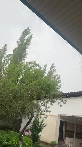 The video shows rain falling on trees and a roof. The sky is overcast, and the trees are green and leafy. The rain appears to be light. There is no indication of people or any other animals in the video.