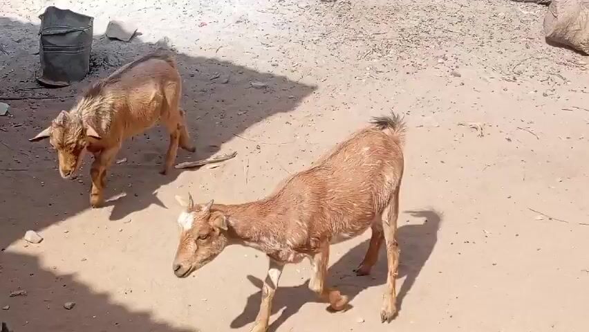 Two young goats, predominantly tan with brown patches, are in a sunlit outdoor area with a dirt and sand ground. One goat is on the left in a shaded area, while the other is more centrally located in the sun.  A metal barrel is visible in the upper left. The goats occasionally graze at the ground. The one on the right moves a bit erratically.