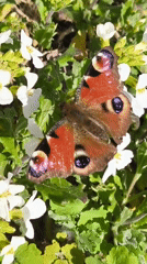 Red butterfly with eye patterns spotted in Belarusian garden