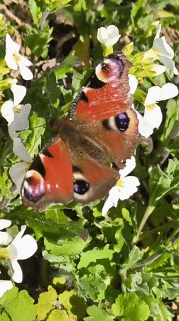 Red butterfly with eye patterns spotted in Belarusian garden