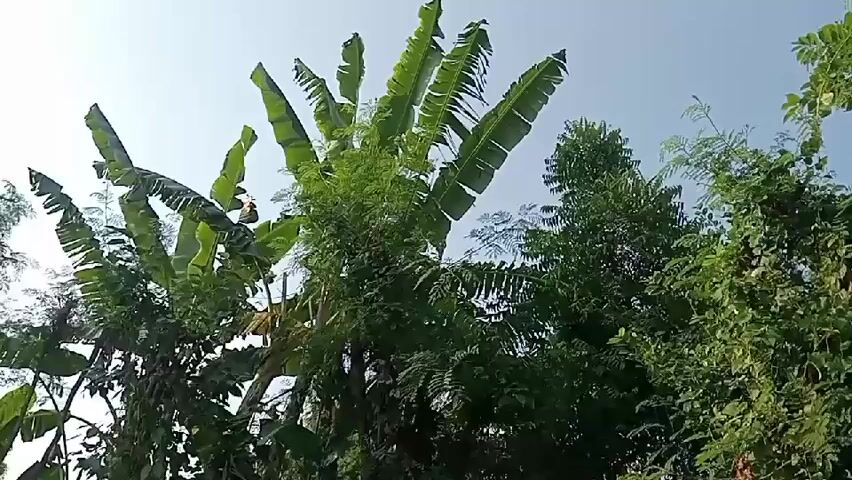 The video shows a low-angle shot of trees and foliage against a bright, clear sky. In the foreground, large banana leaves are prominent, angled upwards and outwards. Behind the banana leaves, other trees and dense green foliage are visible, with some lighter green, feathery leaves interspersed. The overall impression is of a lush, natural environment under daylight conditions. There are no people or objects other than the plants and sky depicted. The camera movement is minimal, appearing to be a static shot or a very slow pan.