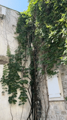 Cat climbs ivy-covered tree along building in Budva