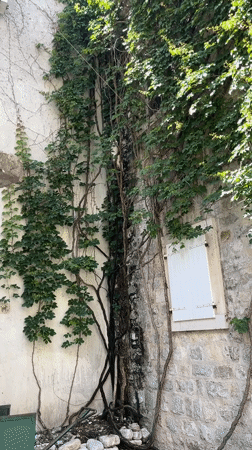 Cat climbs ivy-covered tree along building in Budva