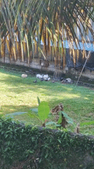 Quiet morning moments documented in Ubud garden and home