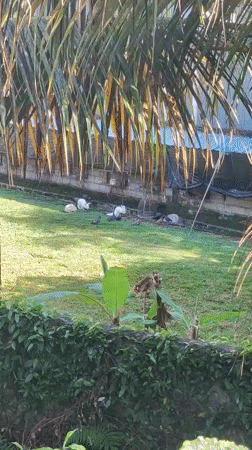 Quiet morning moments documented in Ubud garden and home