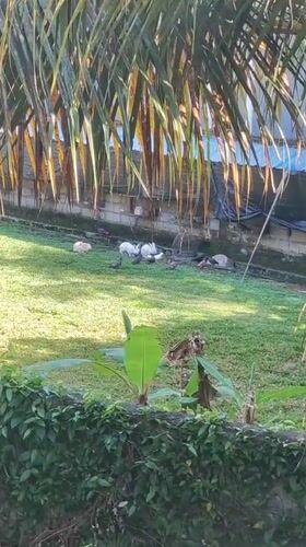 Quiet morning moments documented in Ubud garden and home