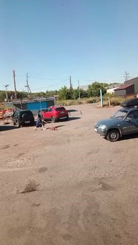 The video begins with a wide shot of an outdoor area with a dirt and gravel ground. In the background, there are several parked vehicles, including a dark SUV, a red SUV, and a gray SUV with a roof rack. A person, wearing a light-colored top and dark pants, is visible near the red SUV, interacting with something on the ground. As the video progresses, a small, dark-colored animal, possibly a dog or a cat, appears and is seen on a leash held by the person. The person walks the animal around the area. The scene is under a clear blue sky, suggesting a sunny day. The surrounding environment appears to be an industrial or service area, with some fencing and buildings in the distance.