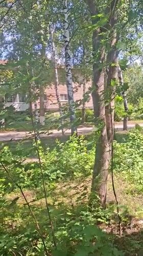 Cats on a windowsill, summer morning turning rainy in Nikolaevka