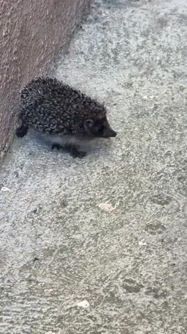 A small hedgehog walks across a gray concrete surface, near a textured wall. The hedgehog is dark gray and black with spiny quills. The camera follows the hedgehog as it moves from left to right and then turns to face the camera before moving right again.