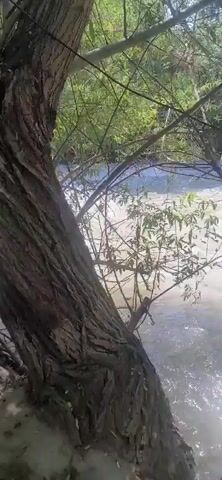 A video shows a tree with rough bark on the left side. A river with choppy water flows to the right. On the right side of the river, there is a small wooden platform with a table and chairs. Trees and foliage are visible in the background.