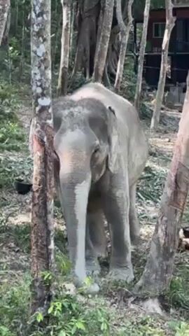 An elephant is standing among trees in a forest-like setting. The elephant is gray and appears to be wet. The trees are thin and light-colored, some with markings on the trunks. There is a small black bowl near the base of one tree. In the background, a two-story building is visible. The ground is covered with green plants and leaf litter. The elephant is facing forward, its trunk hanging down.