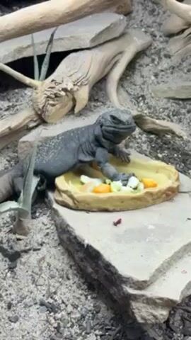 The video shows a chuckwalla lizard, a large, gray reptile, sitting on a rocky surface next to a shallow dish filled with diced vegetables, including carrots and zucchini. The lizard is positioned close to the dish, appearing to guard it. The surrounding environment consists of gravel, a few small plants, and pieces of driftwood, creating a naturalistic habitat for the lizard. The lizard looks towards the camera.