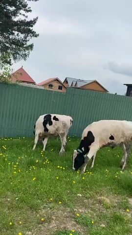 Two young black and white cows are grazing in a grassy area with scattered yellow flowers. They are standing near a green metal fence. Behind the fence, several wooden houses with red roofs are visible. The sky is overcast. One cow is wearing a green collar. The cows appear to be moving and eating.