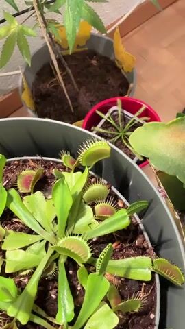 The video shows a close-up view of several Venus flytrap plants in pots. The foreground features a large Venus flytrap with many open traps, each lined with sharp teeth. The traps are bright green with red interiors. In the background, there are two other plants in pots, one appearing to be a cannabis plant with broad leaves and another smaller carnivorous plant in a red pot. The plants are situated indoors, likely in a home environment, as indicated by the wooden floor and baseboard visible in the background.

The primary activity captured is a hand, holding a pair of tweezers, gently touching the inside of one of the Venus flytrap's traps. This action is likely intended to trigger the trap's closing mechanism. The lighting suggests it is daytime. No text is visible in the video. The overall impression is one of botanical curiosity and observation of a carnivorous plant's behavior.