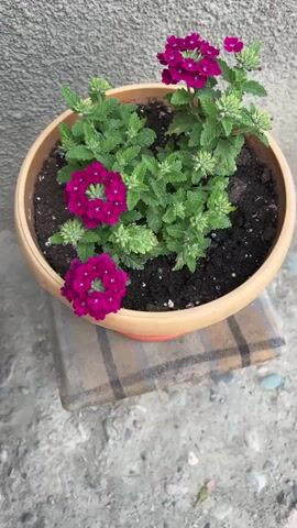 A pot of bright pink Verbena flowers is shown. The pot is a light tan color with an orange rim and sits on a dark cloth with a plaid pattern. The pot is placed on a rough, grey surface. The Verbena flowers are small and cluster together in round heads. The leaves of the plant are green and serrated. The video zooms in on the flowers, showing their intricate details. The background is a rough, grey wall.