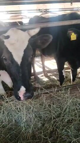 A brief video clip shows a black and white cow standing in a barn. The cow is wearing a yellow ear tag. In the foreground, there is hay and a feeding trough. Other cows are visible in the background.