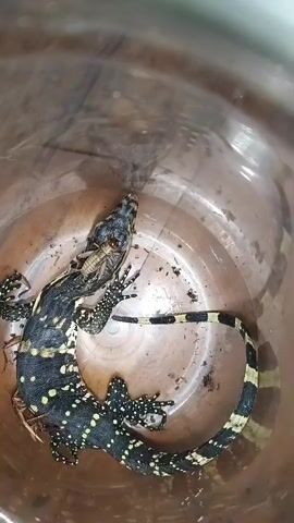 A monitor lizard is seen inside a plastic container, possibly a bucket. The lizard is black with yellow spots and has a banded tail. It appears to be in the process of eating a grasshopper or cricket, with the insect partially in its mouth and another part near its foreleg. The container is somewhat dirty, with some debris on the bottom. The lighting suggests an indoor setting.