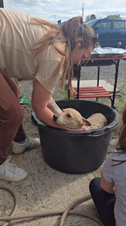 Dog bath day in Tournai with helping hands