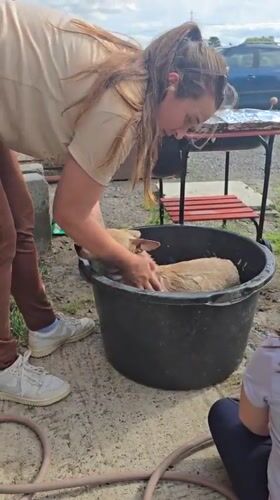 Dog bath day in Tournai with helping hands