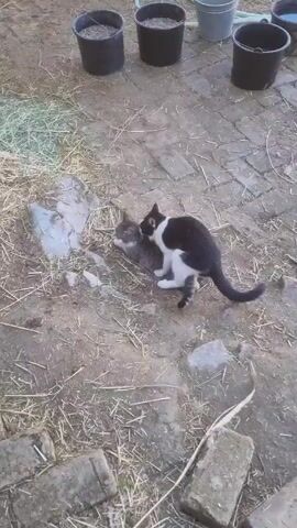 The video shows two cats in an outdoor environment. One is black and white, and the other is grey striped. The cats are grappling with each other on the ground. A person's leg wearing a dark-colored boot and pants moves toward the cats. The person makes a "psh" sound, appearing to shoo them away. The cats move away from each other. The surrounding environment includes several black buckets, some filled with a substance, a gray bucket, a white hose, loose hay or straw scattered on the ground, and brick pavers. The setting seems to be a backyard or a similar outdoor space.