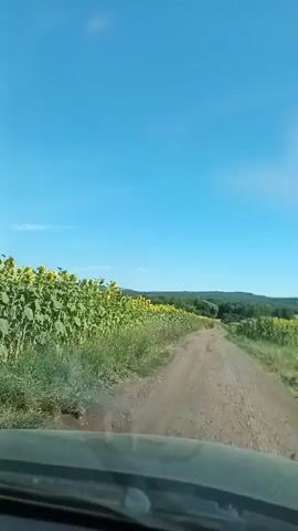 A dirt road curves through a vast field of sunflowers under a clear blue sky. The camera appears to be mounted inside a vehicle, looking forward through the windshield. The sunflowers, vibrant and yellow, stretch out to the left of the road, creating a dense wall of blooms. To the right, the terrain slopes gently, with more greenery visible in the distance, suggesting rolling hills or further fields. The road itself is unpaved, with visible tire tracks and scattered stones, indicating it is likely a rural or country lane. The overall impression is one of a serene, sun-drenched landscape during daytime. There are no visible people or animals in the frame, and no discernible actions or interactions are taking place beyond the movement of the vehicle and the natural presence of the flora.