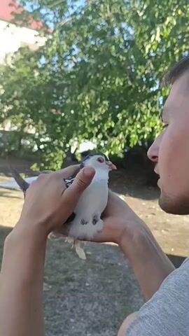A person is holding a small, white and black bird in their hands, bringing their face close to it as if to kiss it. The background shows a yard with trees and a building. The bird appears calm and still in the person's hands.