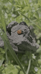 Orange ladybug spotted resting on rock among flowers