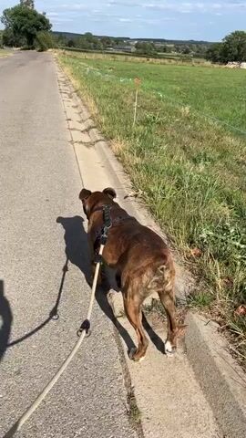 A brown boxer dog walks on a leash down a paved road. The dog is wearing a harness. The road is lined with a grassy field and a curb. The sky is blue with some clouds. The sun is shining, casting a shadow of the dog on the road. The camera follows the dog from behind.