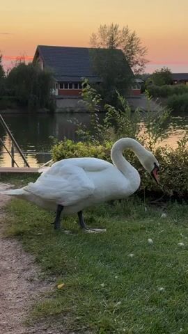 A white swan stands on a grassy area next to a body of water. In the background, there is a house with a dark roof and red trim. Trees and vegetation surround the house and the water. The sky is a gradient of orange and pink, indicating sunset or sunrise. The swan is facing to the right and appears to be pecking at something on the ground.