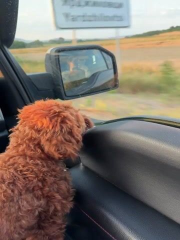 The video shows a small, curly-haired brown dog looking out of the passenger side window of a vehicle. The dog is positioned in the foreground, with its back to the camera. Through the window, a rural landscape with fields and trees can be seen, as well as the side mirror of the vehicle, which reflects the road and the interior of the car. The interior of the car is visible, including a black dashboard with red stitching and an air vent. The video appears to be taken while the vehicle is in motion, as indicated by the blurry landscape and the reflection in the mirror.