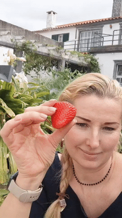 Woman eats strawberry, cattle graze in Ribeira Grande