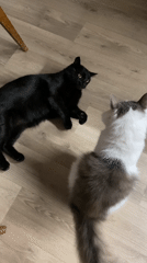 Black and white cats play-fight on a wooden floor