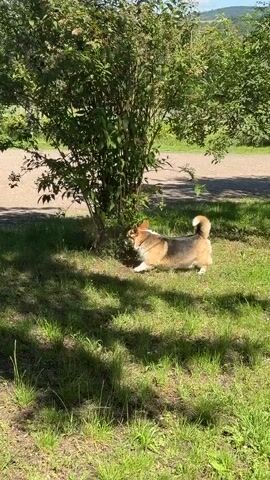 A corgi dog is sniffing the base of a large green bush. The dog is in the foreground, facing away from the camera. The bush is in the center of the frame, casting a shadow on the grass. Sunlight is filtering through the leaves of the bush, creating dappled light on the ground. In the background, there is a dirt path and trees. The sky is blue with some clouds.